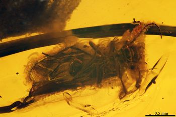 Media type: image;   Entomology PALE-19499